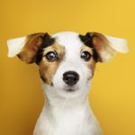 Kopf eines Jack Russell Terriers
