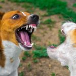 Ist der Jack Russell gefährlich? Ist er ein Listenhund?