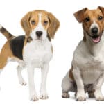 Welcher Hund ist besser für mich geeignet? Soll ich einen Beagle oder Jack Russell kaufen?