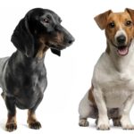 Dackel oder Jack Russell? Welcher Hund passt besser zu mir?