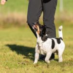Dieser Jack Russell hat gelernt ohne Leine zu laufen.