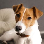 Die Pubertät beginnt beim Jack Russell mit ca. 5 Monaten.