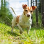 Jack Russell mit Schlappohren