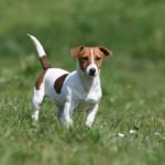 Wann ist mein Jack Russell Terrier ausgewachsen? Wie lange dauert es bis ein Jack Russell ausgewachsen ist?