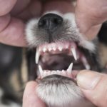 Milchzähne eines Jack Russell Terriers - Wann verliert er seine Milchzähne?