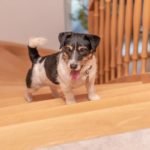 Ist es ok wenn mein Jack Russell Treppen hochläuft? Darf ein Jack Russell Treppen laufen?