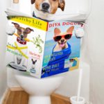 Mein Jack Russell hat Verstopfung - was kann ich tun?