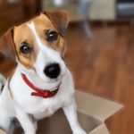 Jack Russell - was beachten?