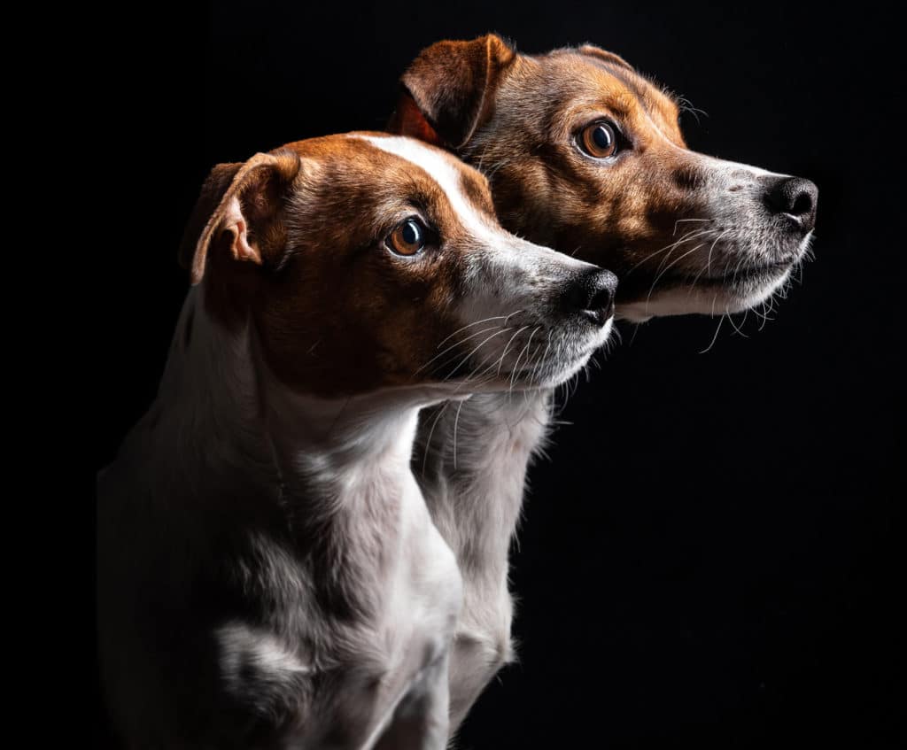 Jack Russell Männchen oder Weibchen kaufen? JackRussell.de