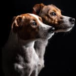 Jack Russell Weibchen oder Männchen - Wobei es richtiger heißen sollte Hündin oder Rüde?