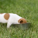 Jack Russell Welpe frisst sein Futter auf einer Wiese