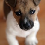 Worauf muss ich achten wenn ich einen Jack Russell Welpen kaufe?
