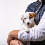 Was ist zu beachten wenn ich einen Jack Russell Welpen ohne Papiere kaufe?