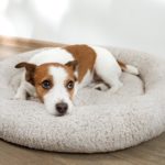 Wie lange kann ich meinen Jack Russell alleine Zuhause lassen?