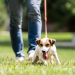 Was kann ich tun damit mein Jack Russell nicht mehr so an der Leine zieht?