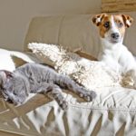 Ist es schwer den Jack Russell an eine Katze zu gewöhnen?