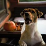 Wie gut kann ein Jack Russell bellen?