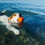 Kann ein Jack Russell schwimmen?