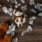 Kann ich meinen Jack Russell wirklich alleine in der Wohnung lassen? - Oder zerstört er dann alles?