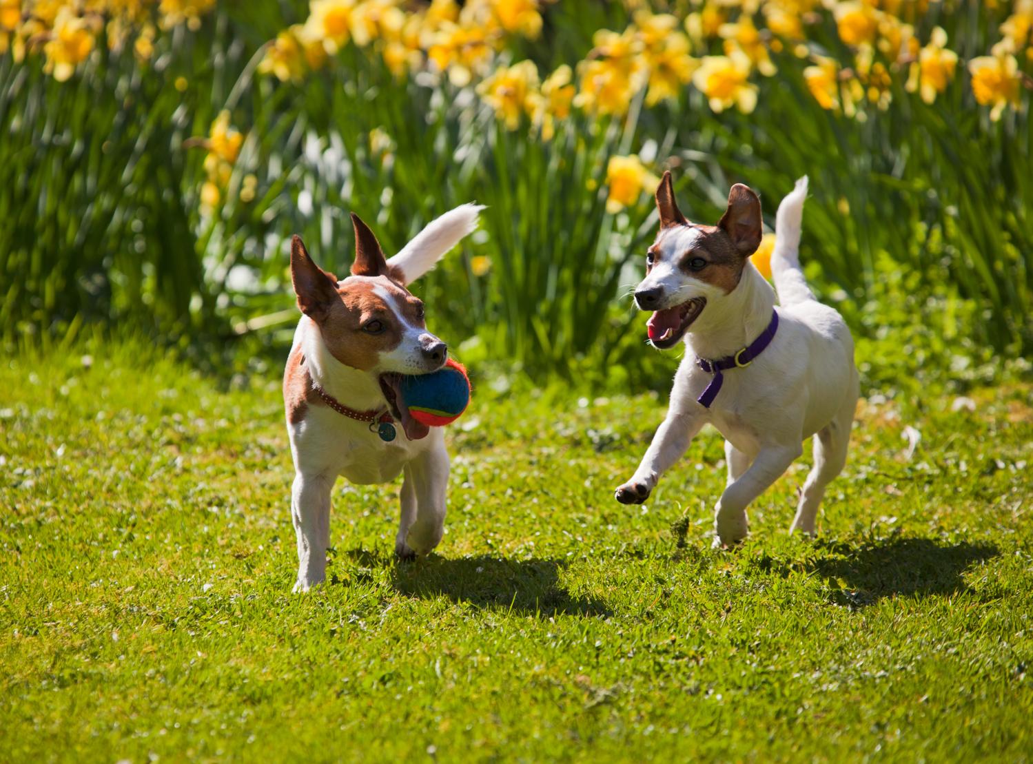 Ist es sinnvoll zwei Jack Russell zu halten?