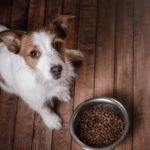 Was kann ich tun, wenn mein Jack Russell sehr verfressen ist?