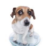 Mein Jack Russell ist sehr dünn und nimmt nicht zu - was tun?