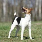 Parson Terrier mit deutlich längeren Beinen als der Jack Russell Terrier
