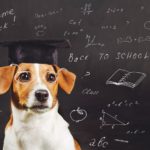 Wie intelligent ist ein Jack Russell?