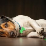 Werden Jack Russell oft krank?