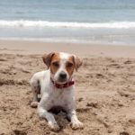 Wie stur ist ein Jack Russell?