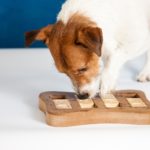 Wie schlau, klug und clever ist der Jack Russell Terrier?