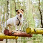 Wie schlau und intelligent ist ein Jack Russell?