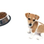 Trockenfutter für den Jack Russell Terrier Welpen