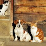 Verstehen sich Jack Russell Terrier mit Katzen?