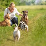 Wie kommt der Jack Russell mit anderen Hunden zurecht?