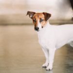 Wann ist ein Jack Russell Terrier ausgewachsen?
