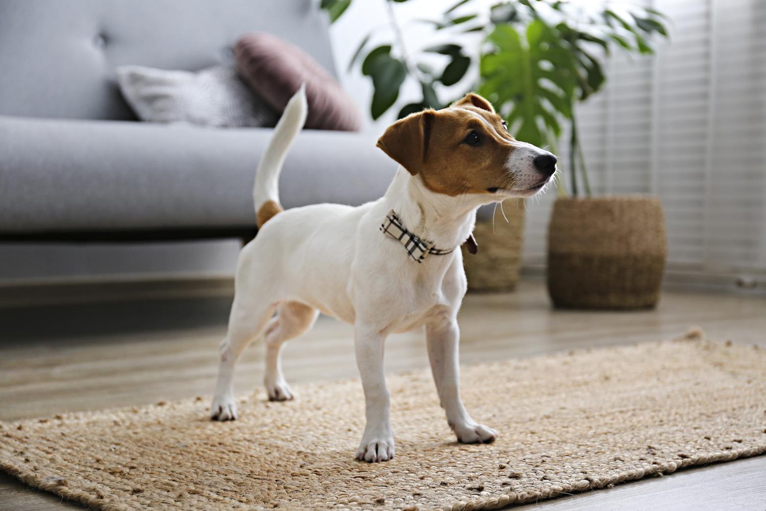 Mit wie vielen Monaten ist ein Jack Russell Terrier ausgewachsen?