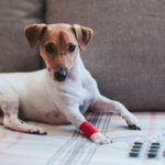 Mein Jack Russell isst nicht gut. Wann ist mein Jack Russell zu dünn?