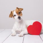 Ab wann wird eine Jack Russell Hündin läufig?