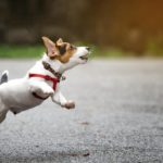 Wann werden Jack Russell Terrier ruhiger?