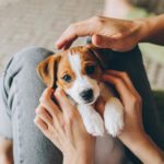Was braucht ein Jack Russell Welpe? - Vor allem viel Liebe!