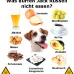 Was ist für den Jack Russell giftig? Was darf ein Jack Russell nicht essen?