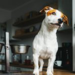 Welches Futter ist gut für meinen Jack Russell? Was darf mein Hund fressen?
