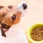 Willst Du wissen was Jack Russell alles essen?