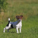 Was kostet ein Jack Russell Welpe?