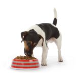 Was ist das optimale Futter für meinen Jack Russell? Was soll ich ihm füttern?