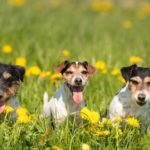 Drei Jack Russell im Frühling: links: rauhaarig 2 jahre alt - mitte: glatthaarig 10 Jahre alt - rechts: broken 7 Jahre alt
