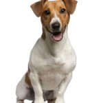 Welche typischen Eigenheiten, Eigenschaften und Bedürfnisse hat ein Terrier?