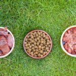 Rohfutter - Trockenfutter - Nassfutter - Welches ist das ideale Futter für meinen Jack Russell?