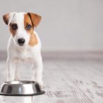 Braucht mein Jack Russell Welpe besonderes Futter? Welches Futter für Welpen?